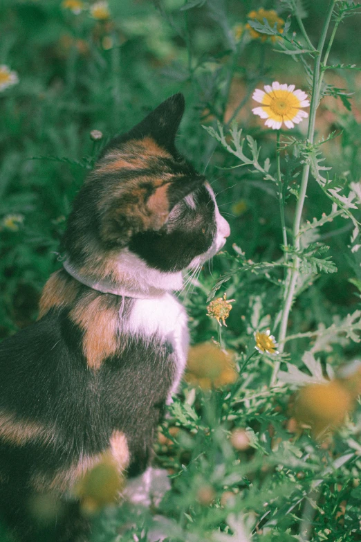 the cat is looking up at a large flower