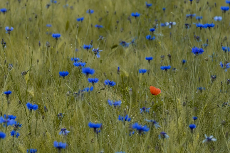 a field filled with tall blue and green grass