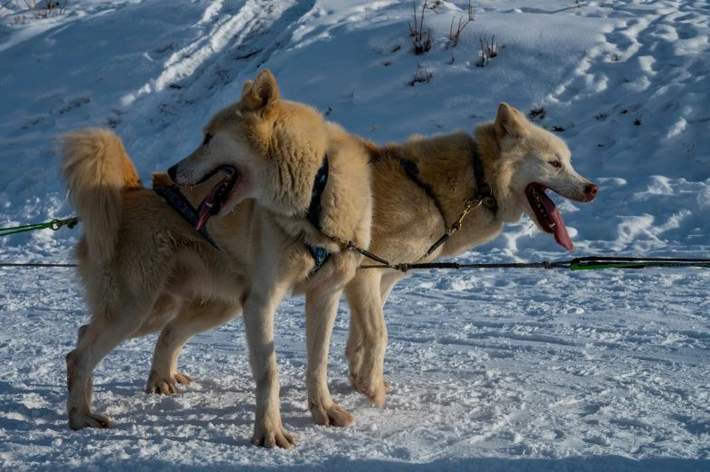 two dogs on a snowy field with their teeth open