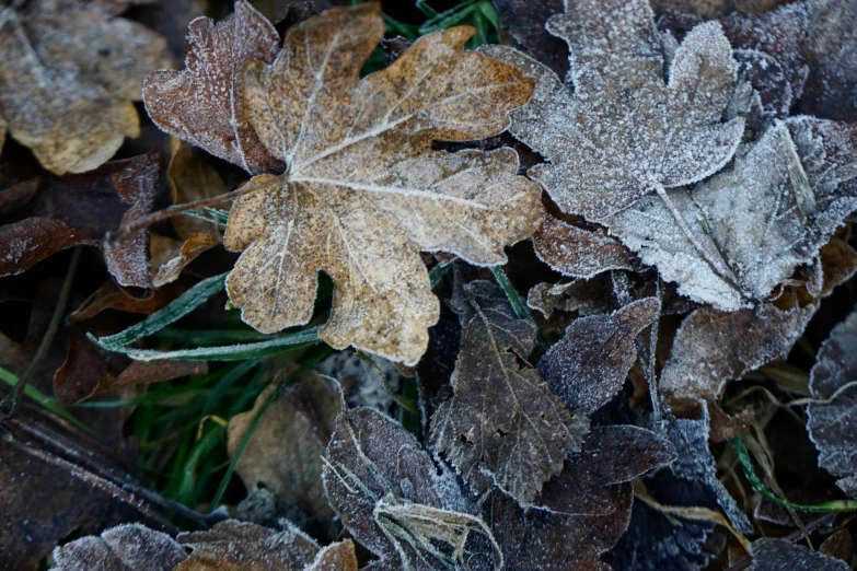 frost on leaves and grass on the ground