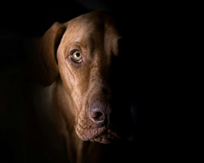 closeup of a brown dog's head looking at the camera