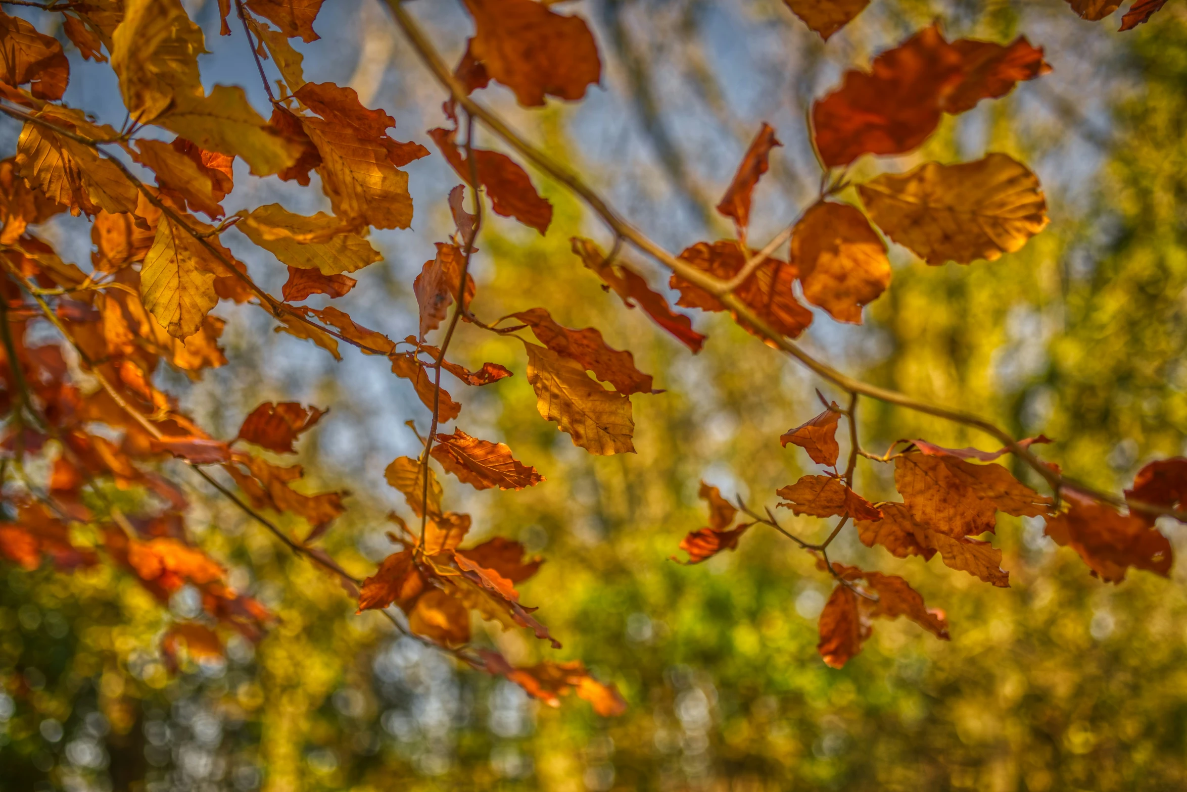 this is the leaves on the trees in the woods