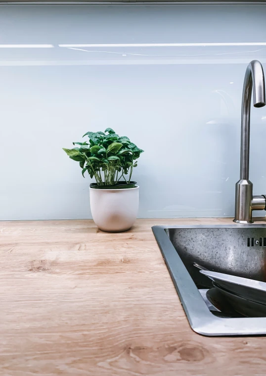 a small potted plant sitting in the middle of a kitchen sink