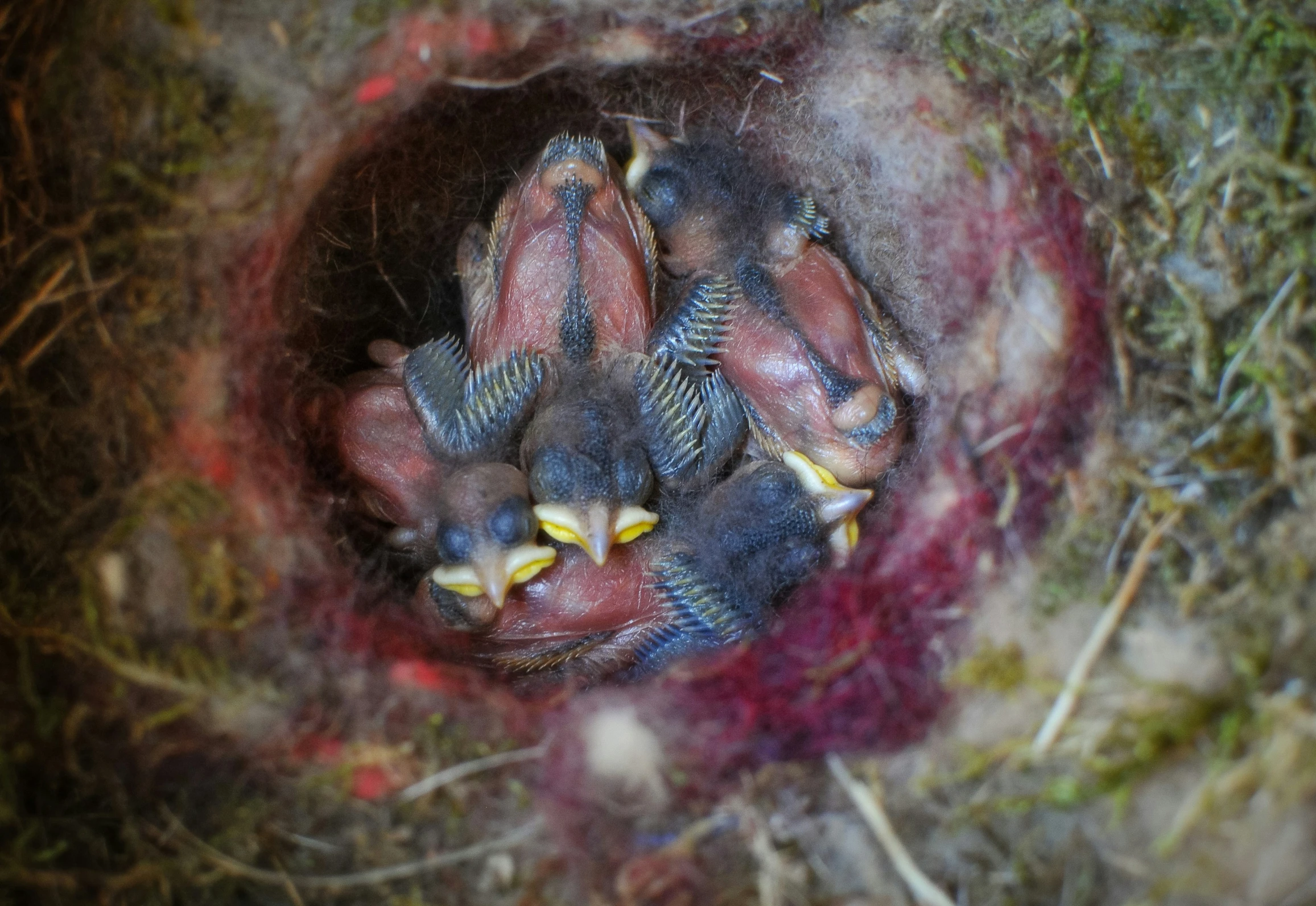 this is a picture of a baby bird in the nest