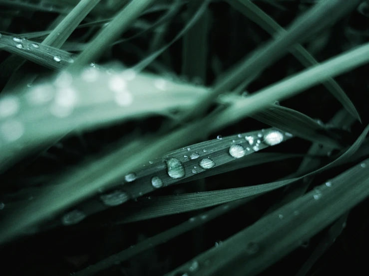 water droplets on a blade of grass with dark background