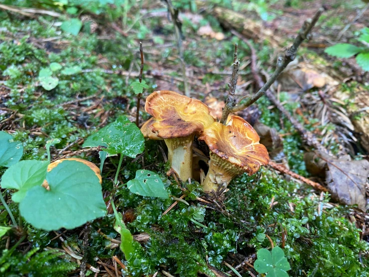 a brown and white mushroom with green leaves