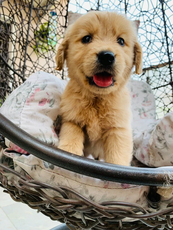 the puppy was laying in the hanging chair