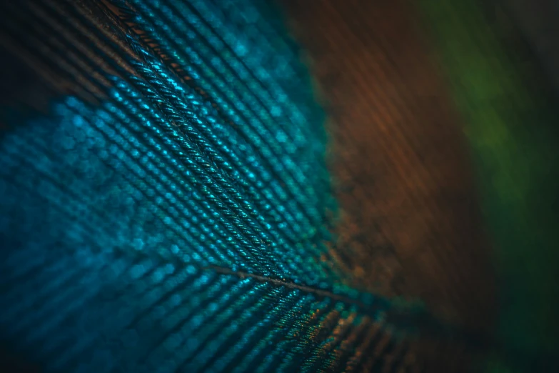 the tip of a peacock's feathers wing