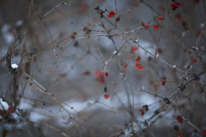 small red berries on a nch near a tree