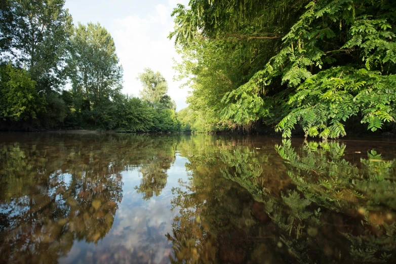 a quiet river is surrounded by trees and other foliage