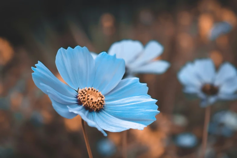 an image of some flowers that are in the sunlight