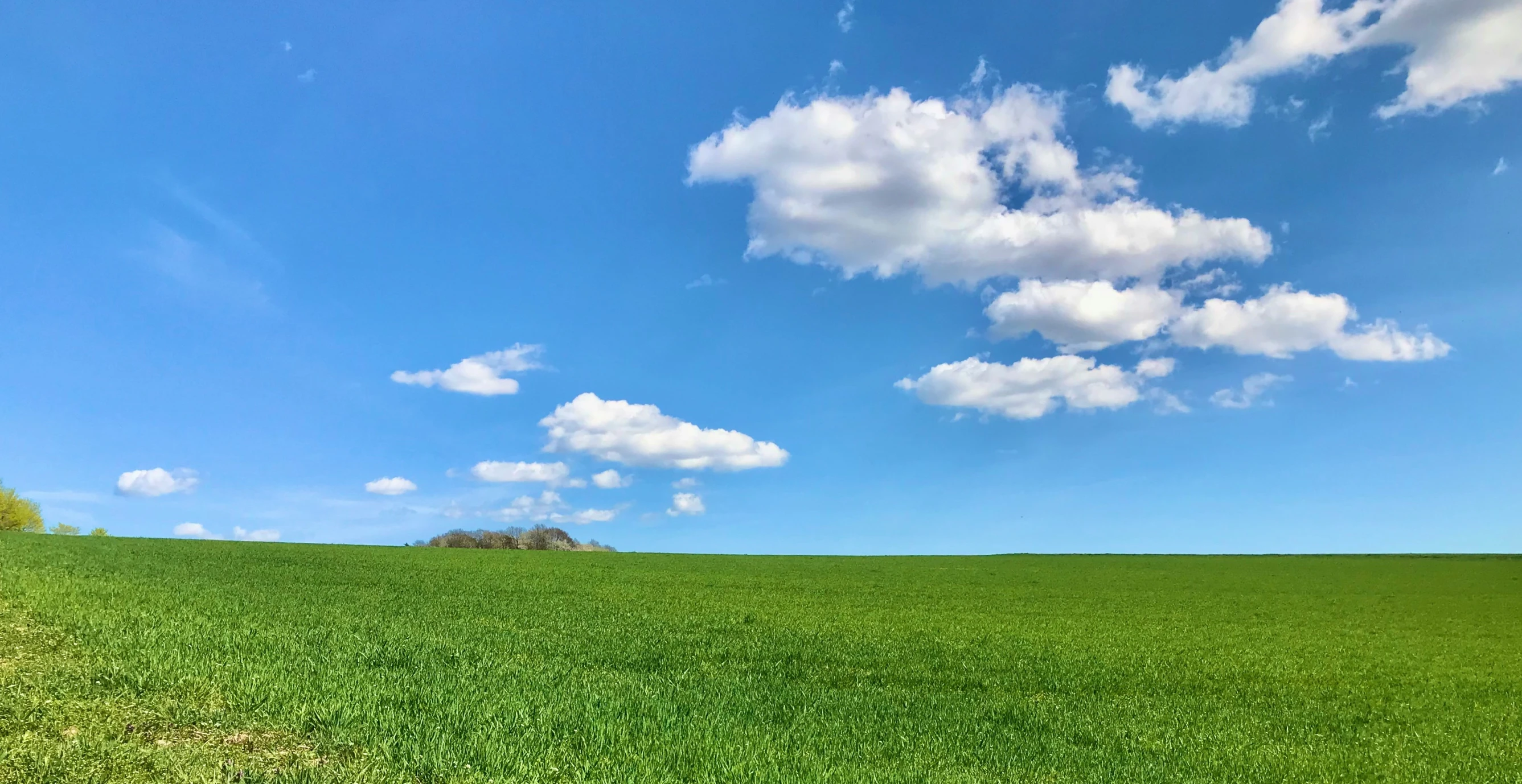 green grass under a blue sky with clouds