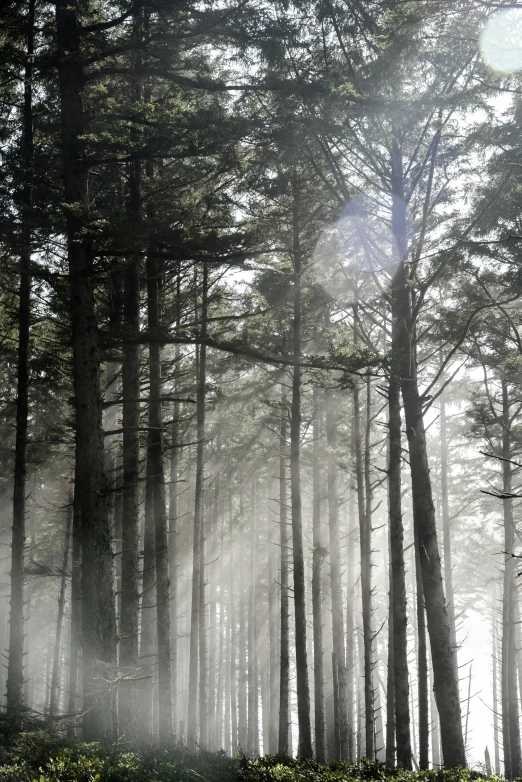 a foggy forest in the middle of the woods