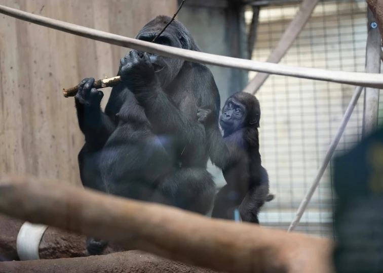 two gorillas are eating from a nch of wood