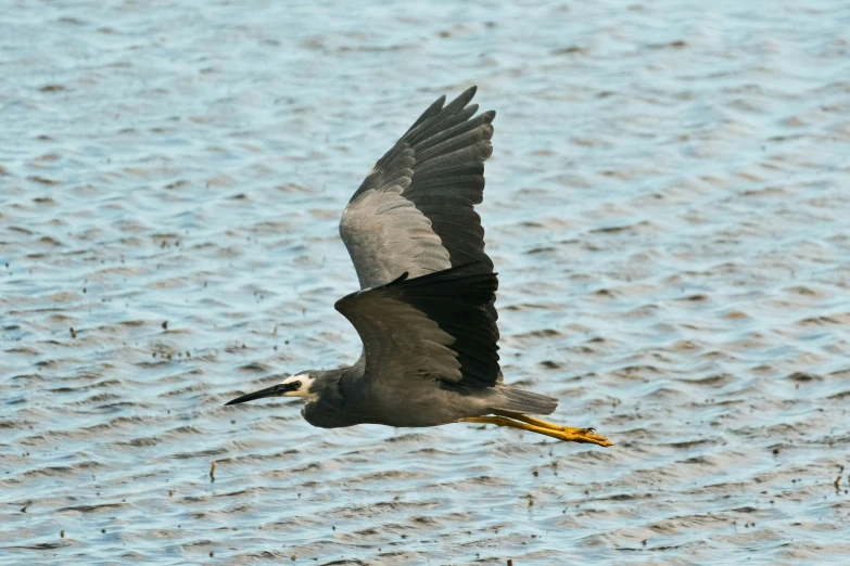 an adult black and white bird with a fish in its beak