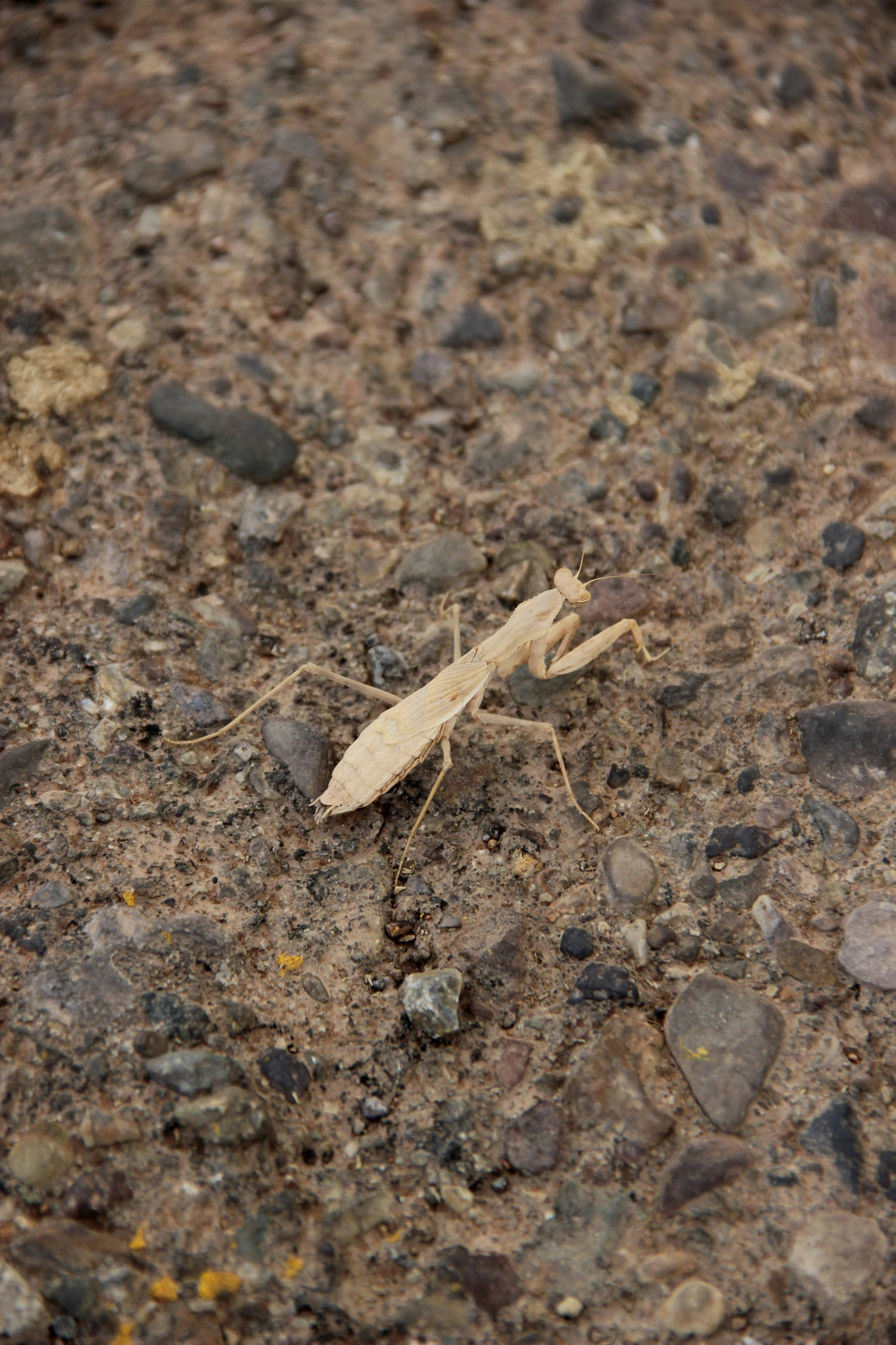 a grasshopper on the ground among rocks and dirt