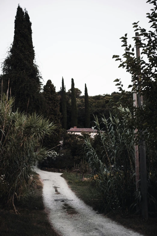 there is a tree lined path to the water