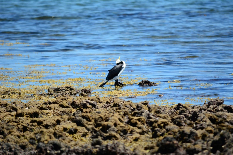 a bird stands alone in the water near some algae