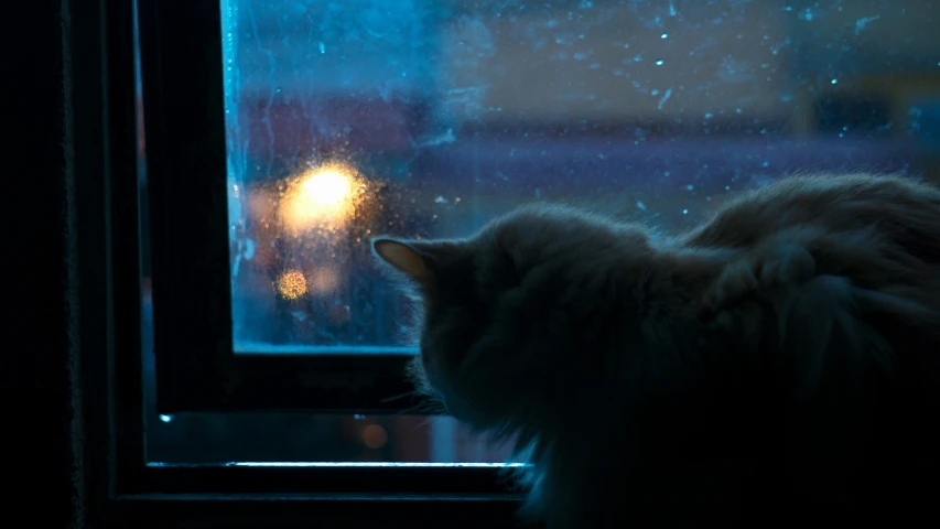 a cat sitting in a window staring outside