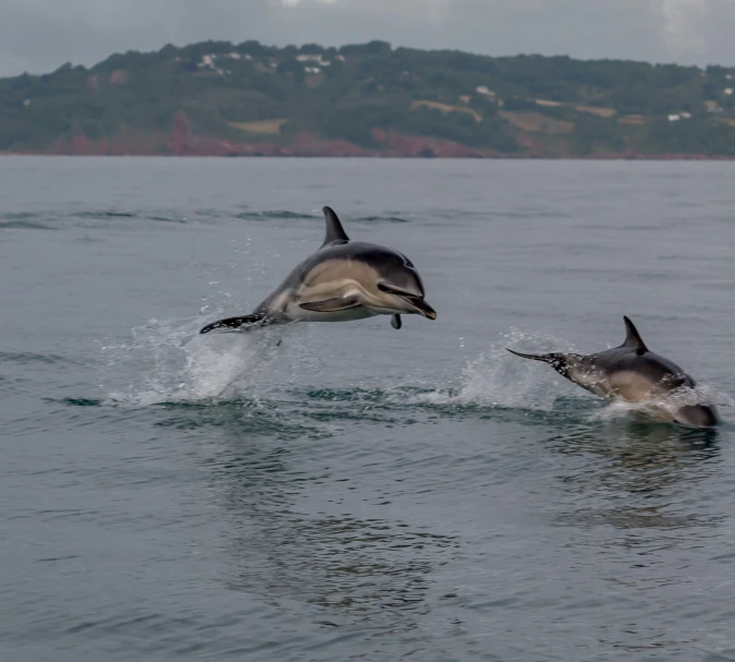 two dolphins swimming in the water with each other