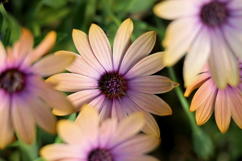 there are many pretty flowers with purple centers