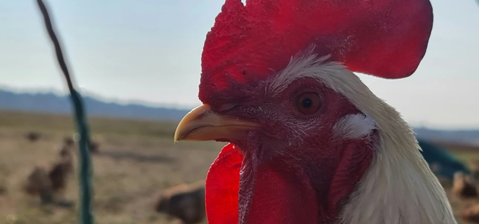 the rooster has a long red beak and white crest