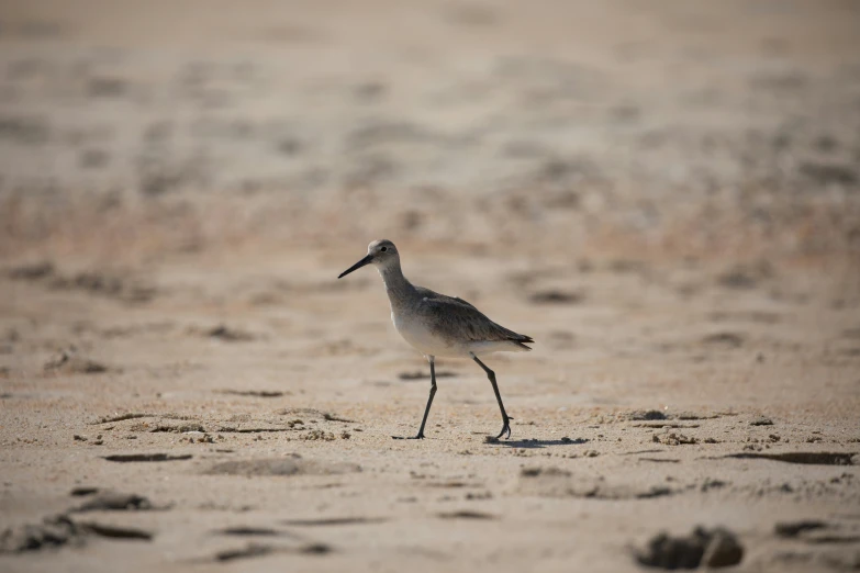 a long - beaked bird walking across a sandy area