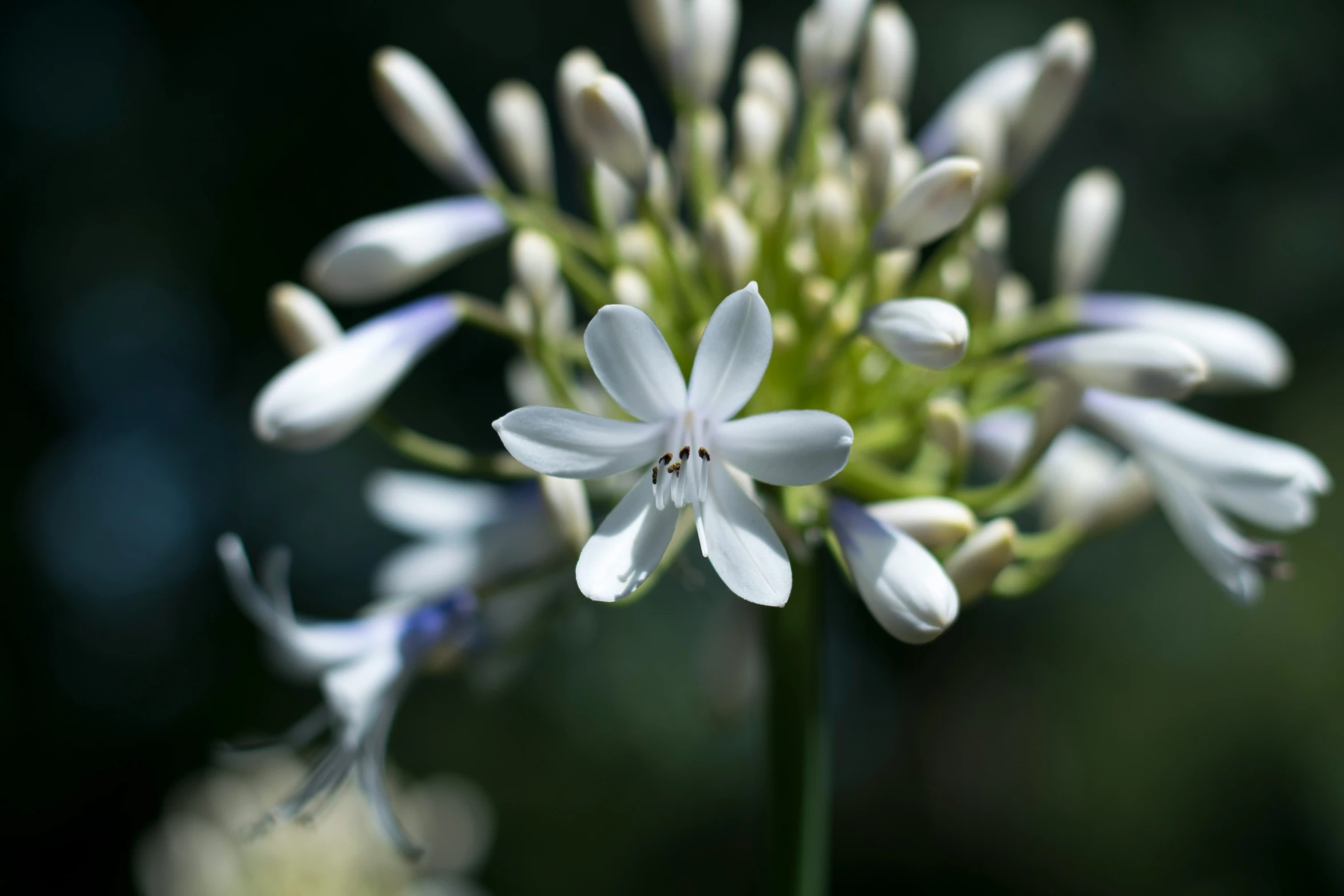 a close up s of white flowers with buds