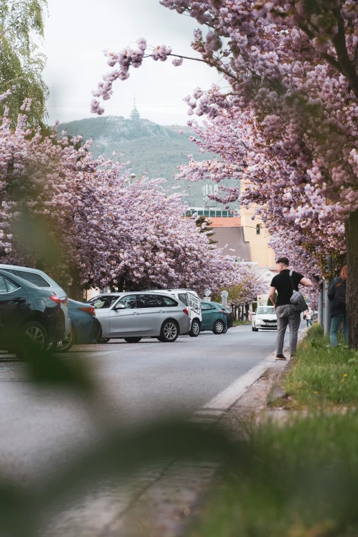 cars, people, and bicycles parked along side a city street with blossoming trees