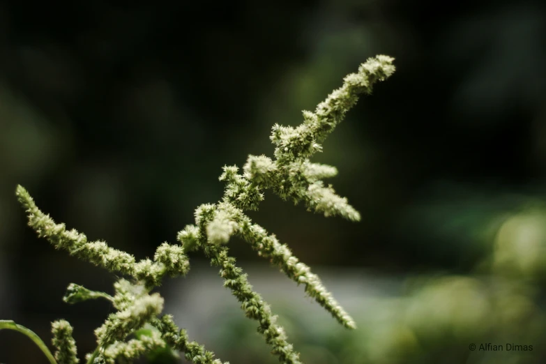 a closeup of the green leaves of a tree