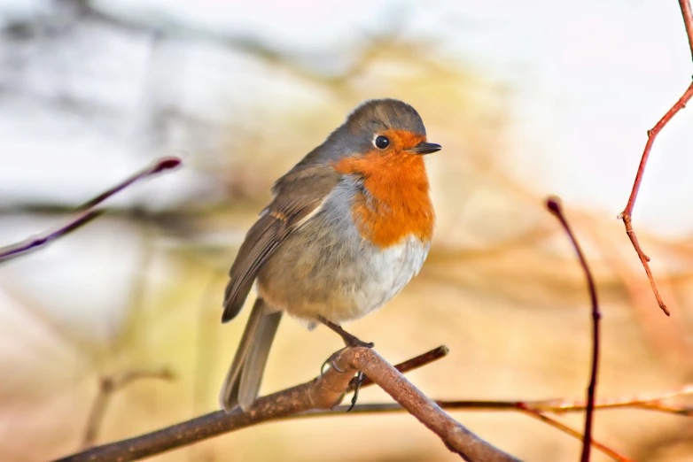 a bird perched on a nch during the day