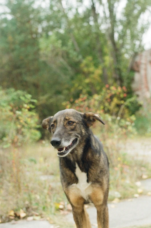 a dog running along the sidewalk in the fall