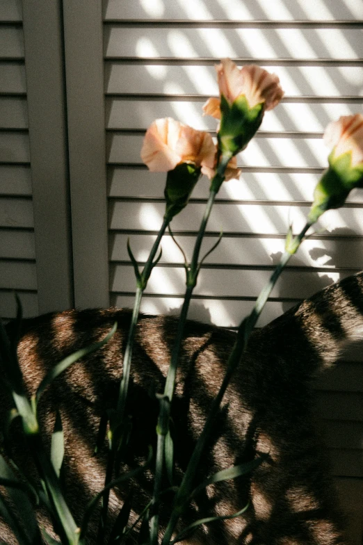 the flowers are sitting on the window sill outside