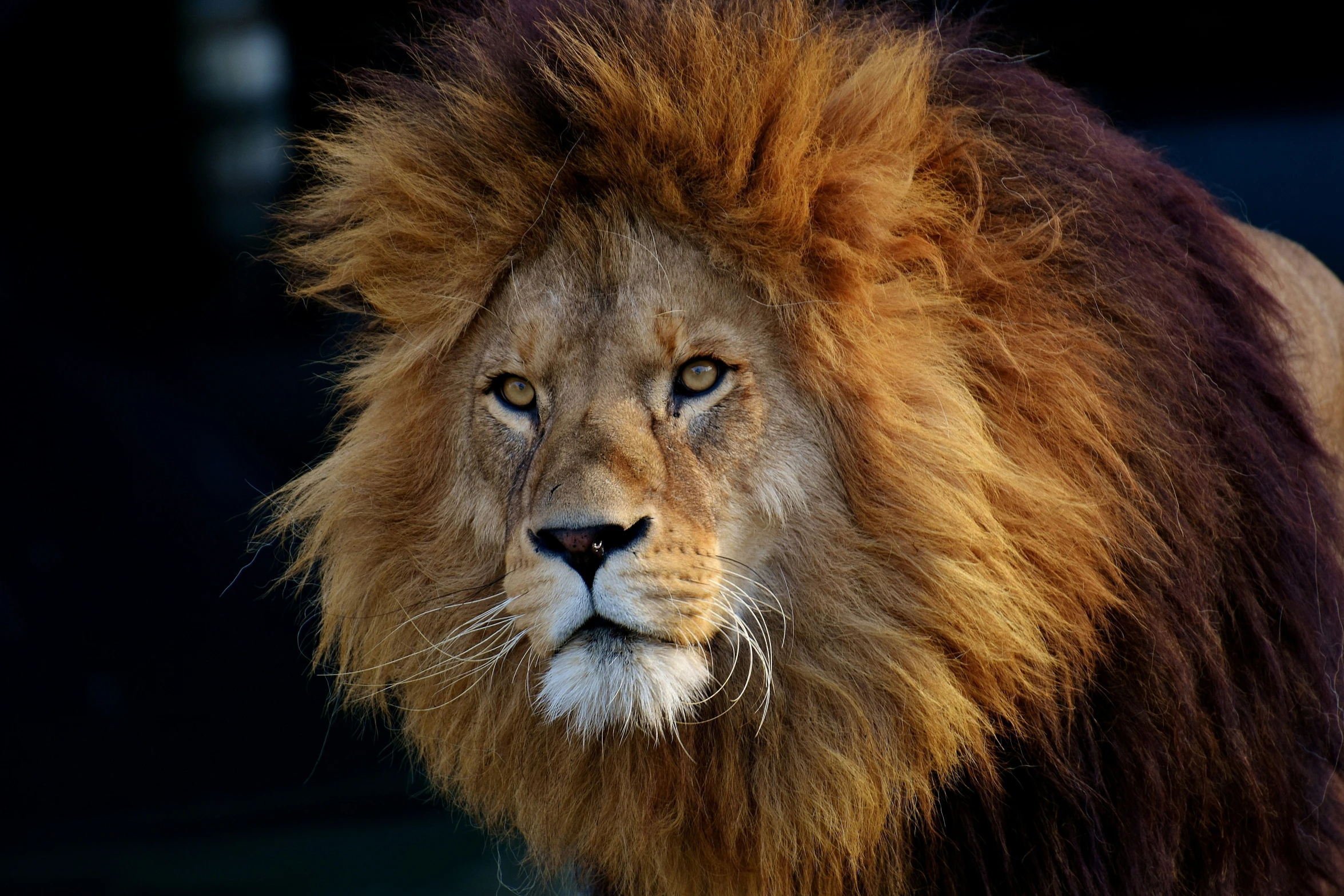 a large furry animal with big eyes and a mohawk