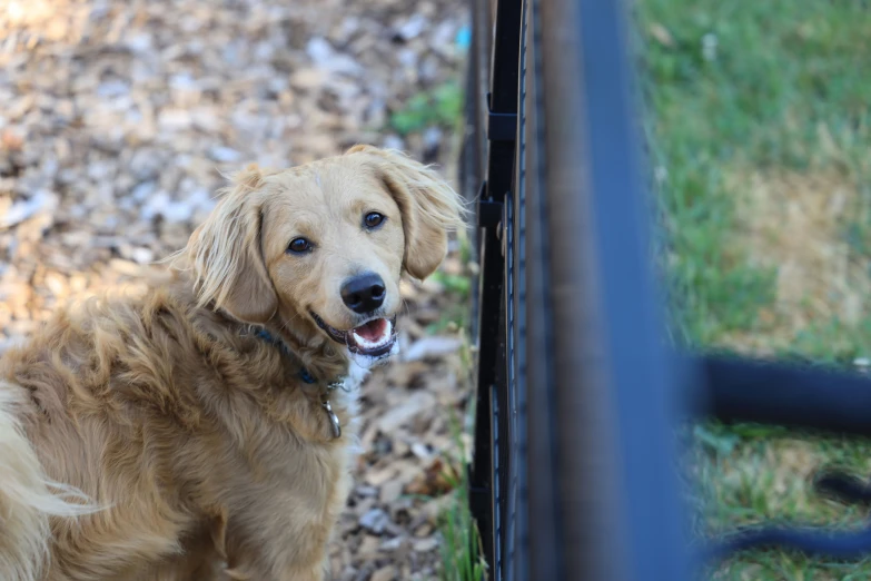 a dog has his picture taken through the door