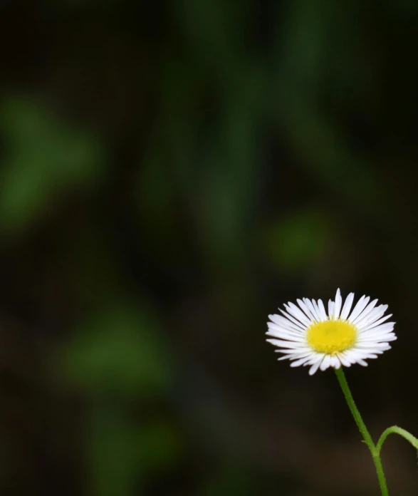 the po shows a single daisy in its natural environment