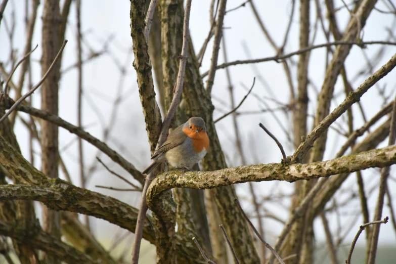 a close up of a small bird on a tree nch