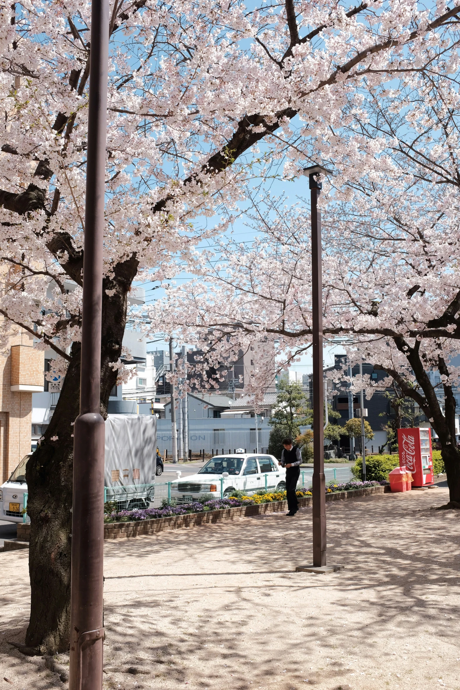 a parking meter with blossoming trees in the background