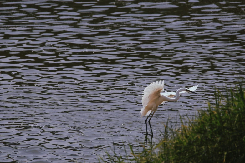 a white bird flying over a body of water