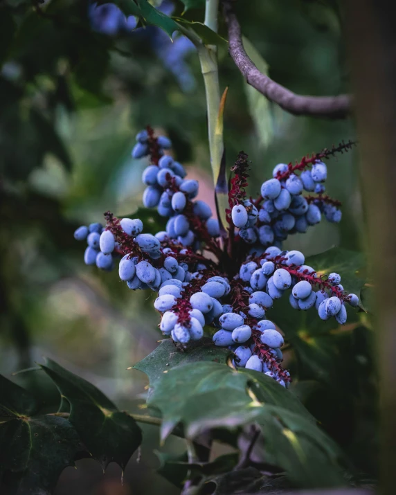 some blue berries on some trees and green leaves