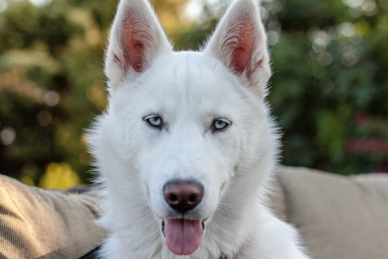 white german shepherd with blue eyes sits on an outdoor couch