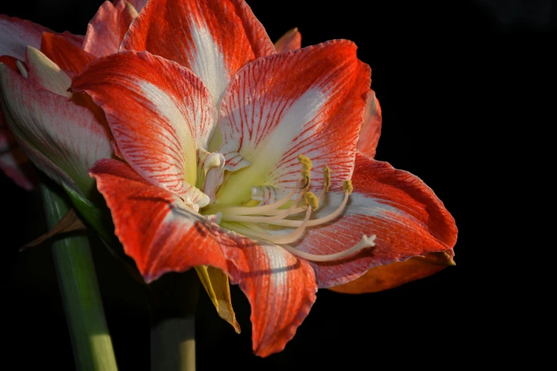 a red and white flower with dark background