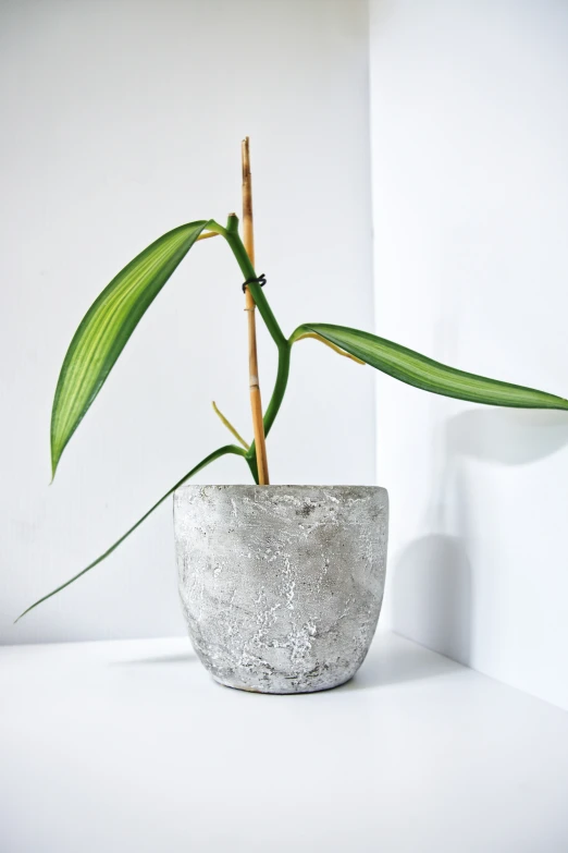 plant in white pot sitting on surface next to wall