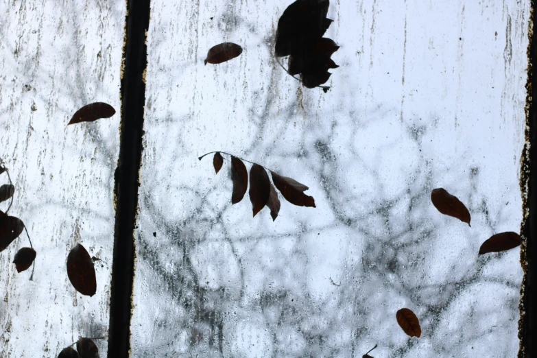leaves hang on a window glass looking through