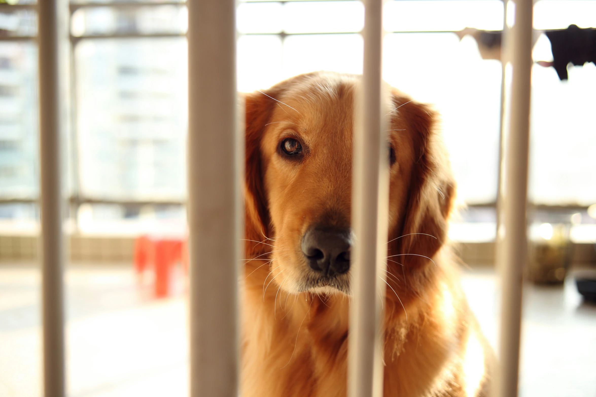 the dog is locked in to a gate