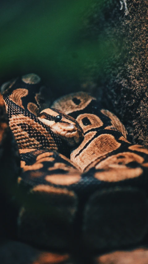 a snake is curled up against a rock