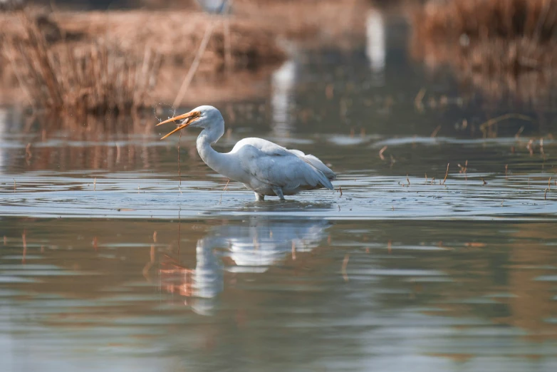 a long legged white bird wading on some water