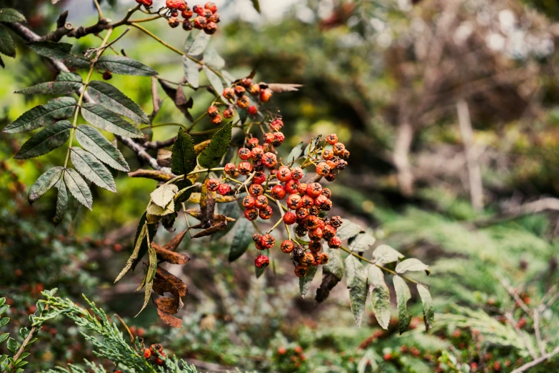 there are many berries on the tree