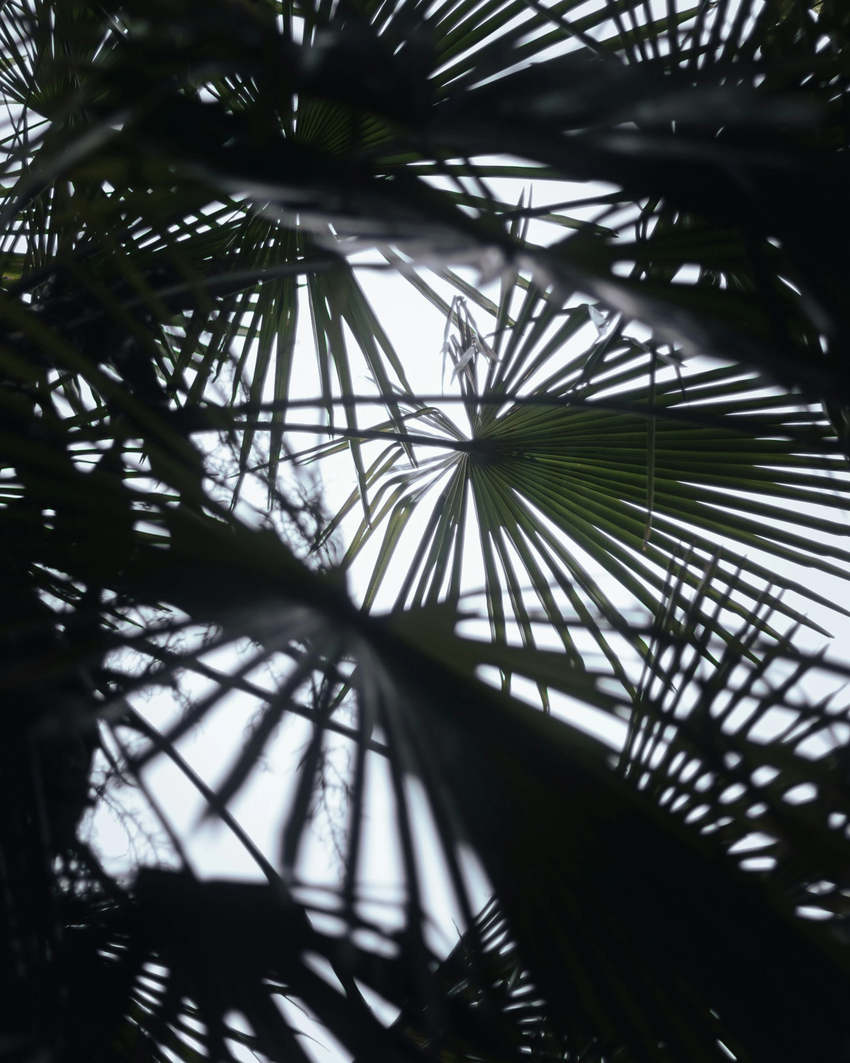 looking through palm tree leaves toward the sky