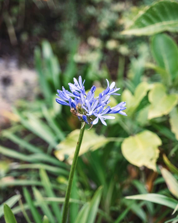 a blue flower is in the green grass